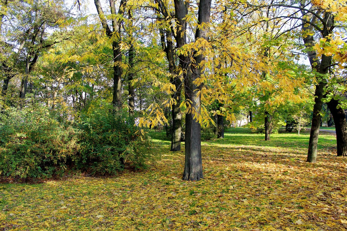 Осень в парке - Алексей Р.