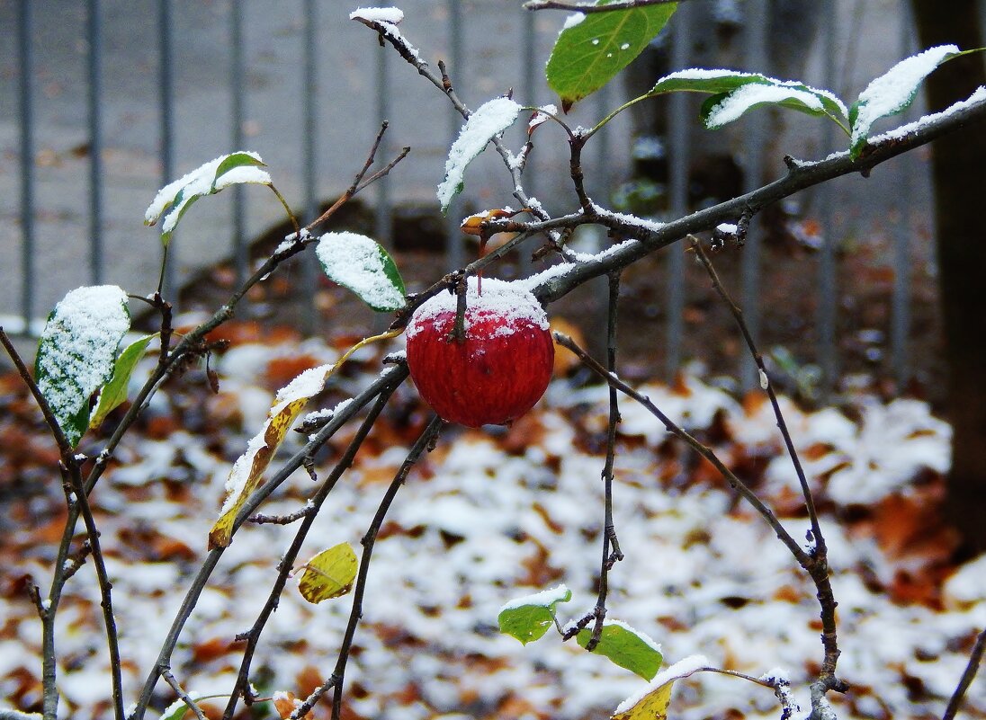 Снег в октябре - Валентина Пирогова
