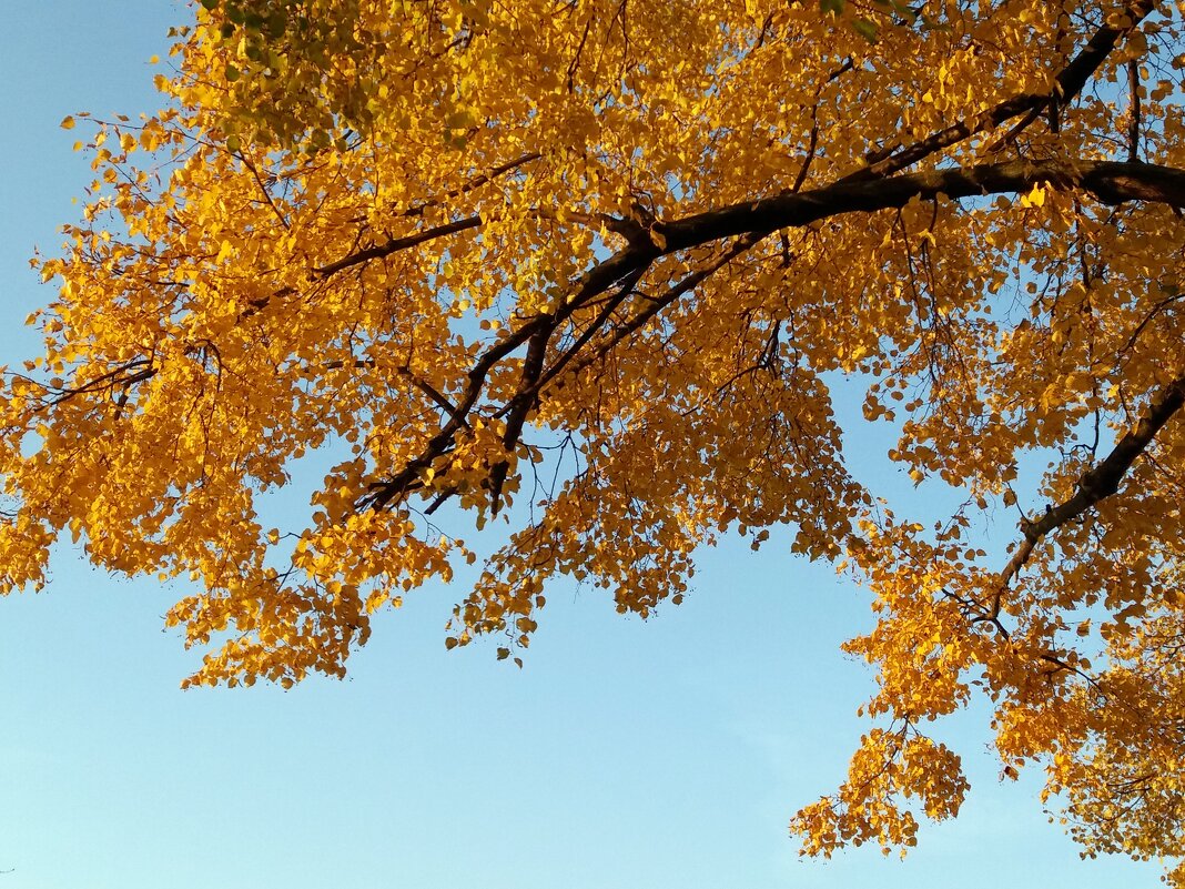 Осенние листья - Galina Solovova