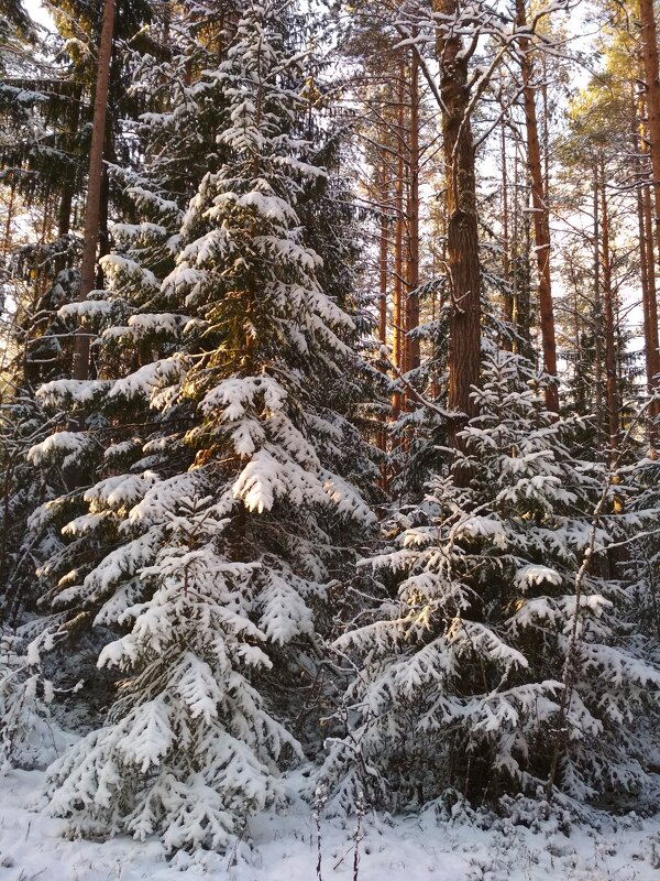 Снег в лесу - Aнна Зарубина