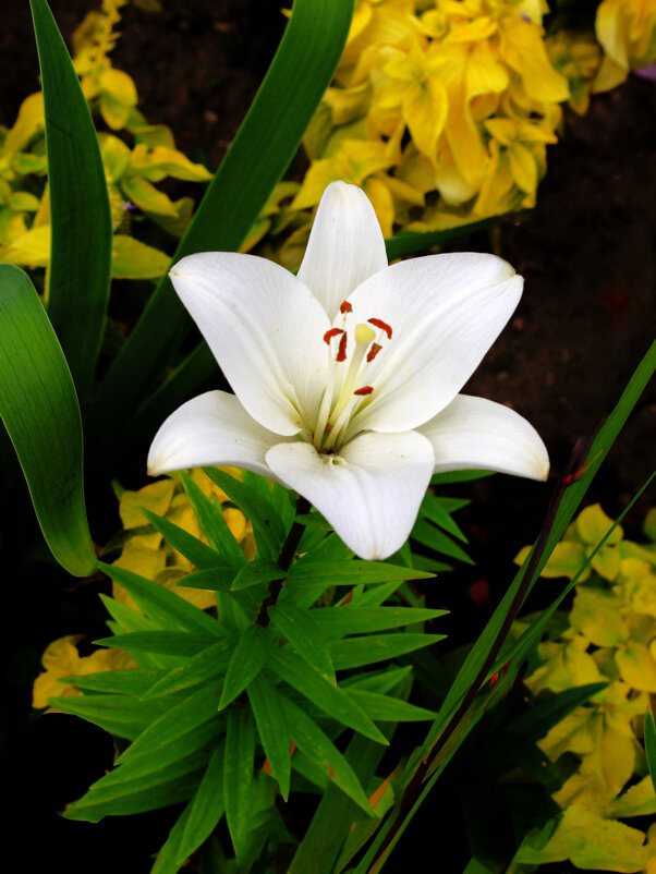 Белая лилия в саду Свенского монастыря - Евгений 