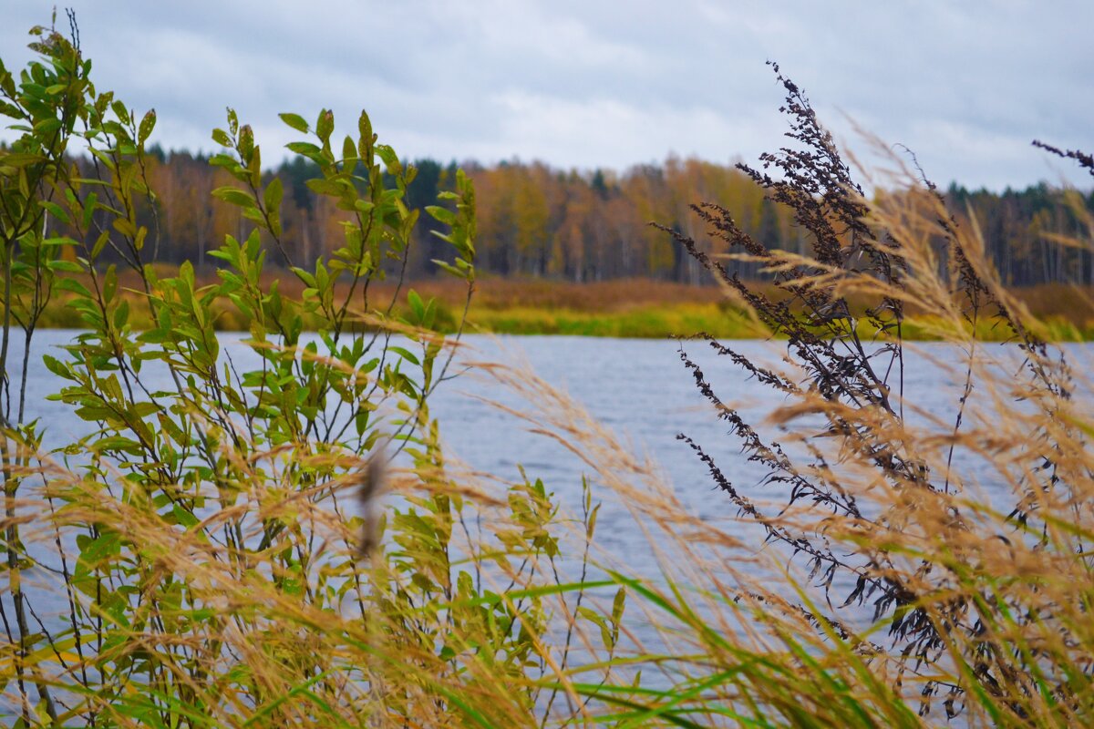 Осенняя река - Марионэлла Сигнаевская