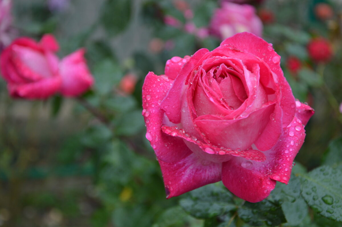 Роза в каплях дождя - Надежда Куркина