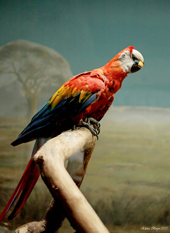 Попугай ара - Елена Богос