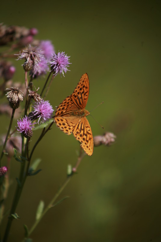 Большая лесная перламутровка (Argynnis paphia) - Skella 