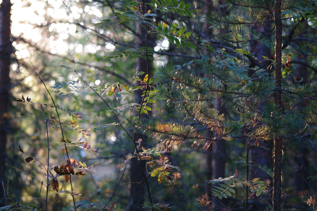 утро в лесу - Александр 