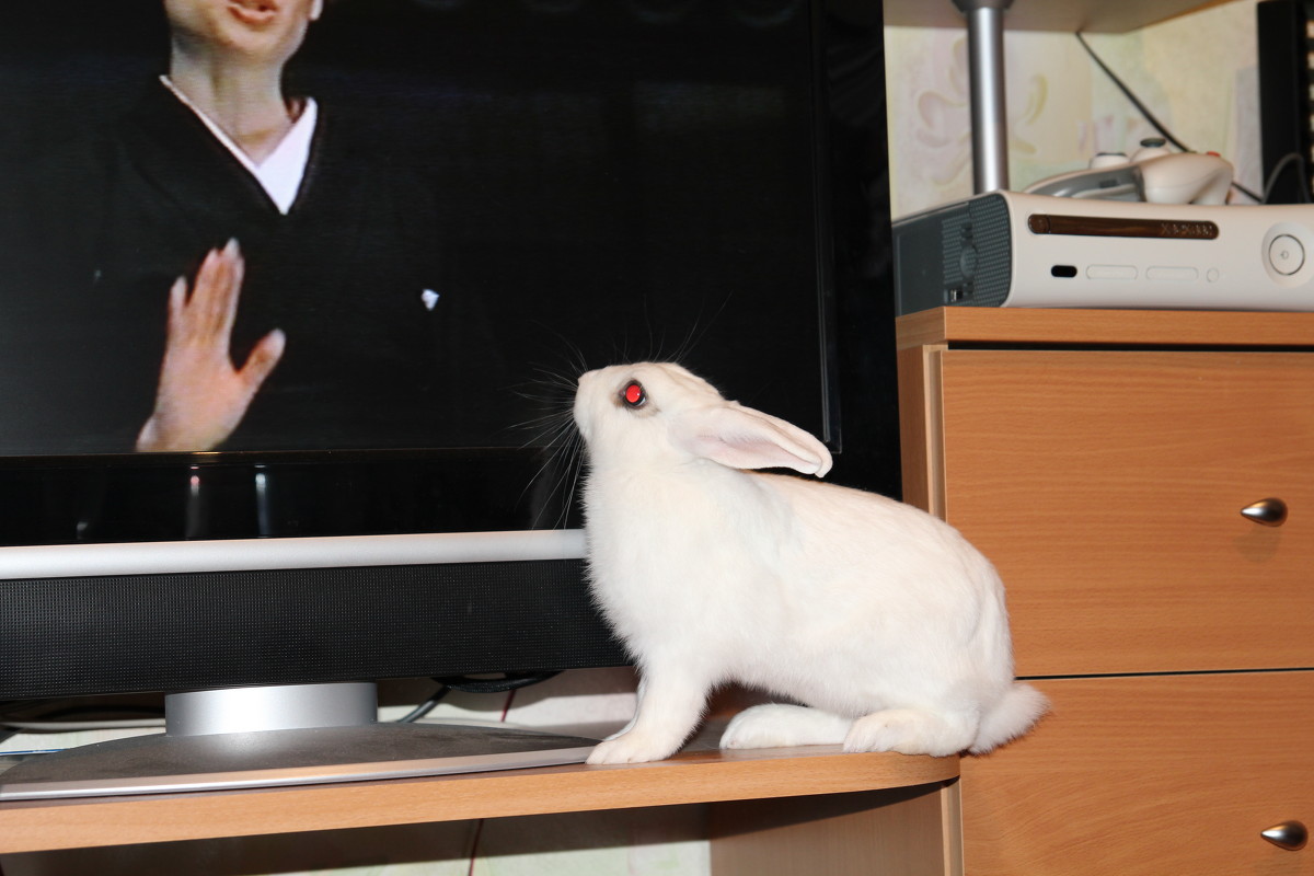 Кролик и телевизор - Igor 