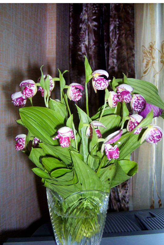 Сибирская Орхидея - Светлана Воробьёва