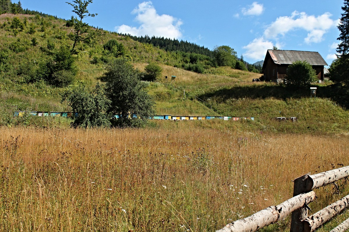 карпатське чорногорьє - Василий Ворохта