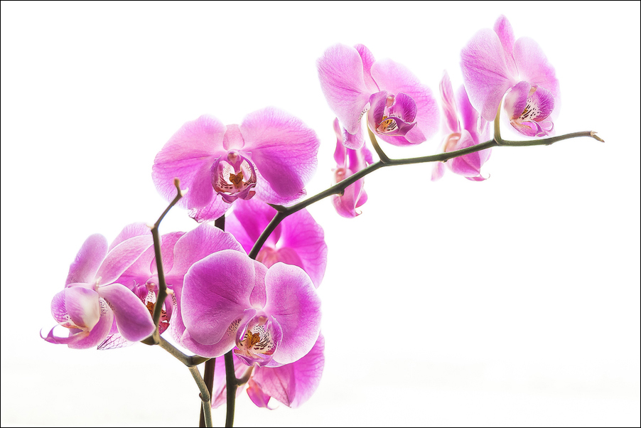 Орхидея - StarSW 