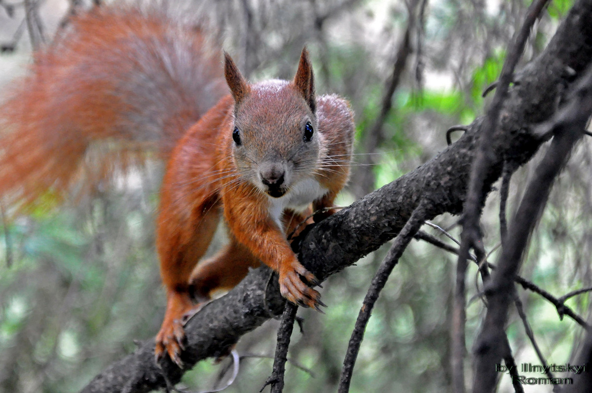 Squirrel: I go to You - Roman Ilnytskyi