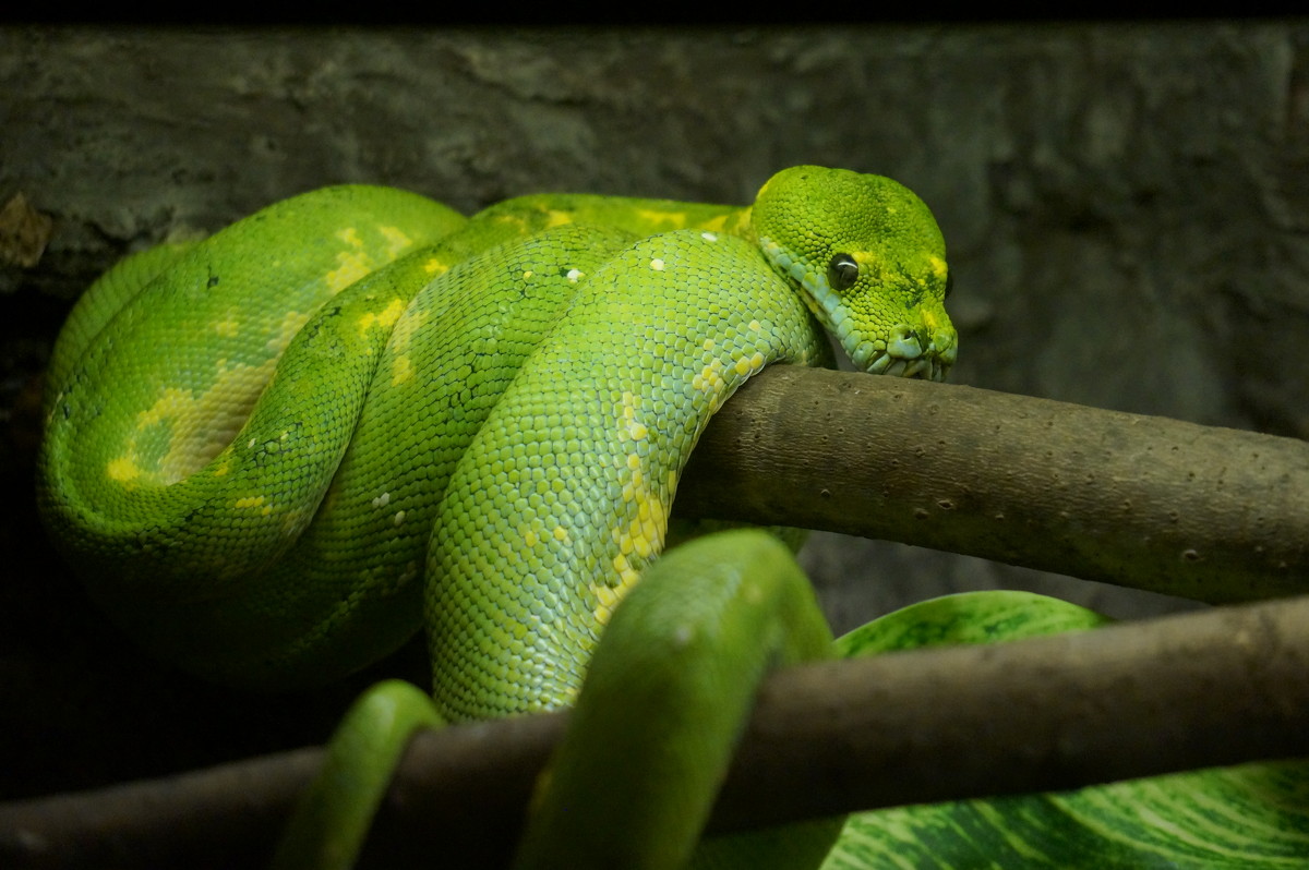 Зелёный змей - URRa L