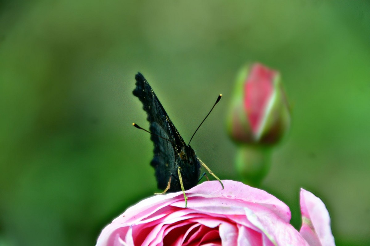 Бабочка - Олеся 
