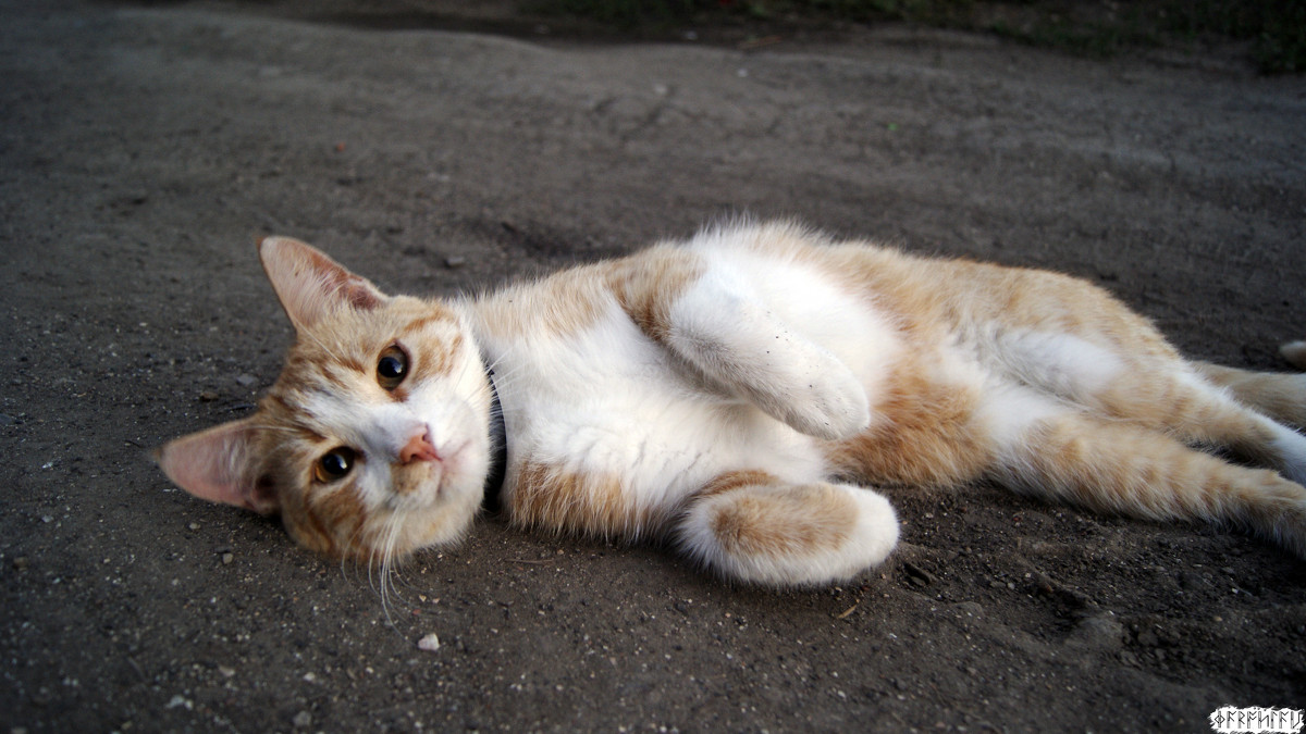 Случайная улица, случайный кот - Ярослав Савченко