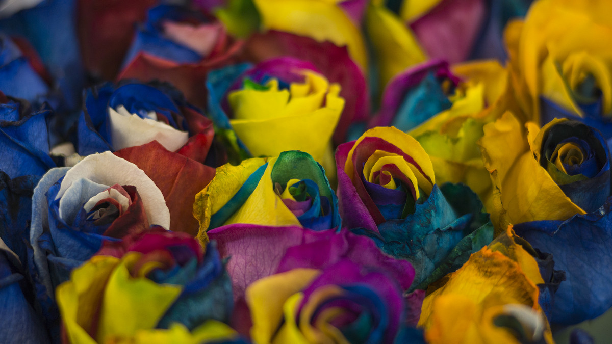 Яркие краски розы - Алексей Соминский