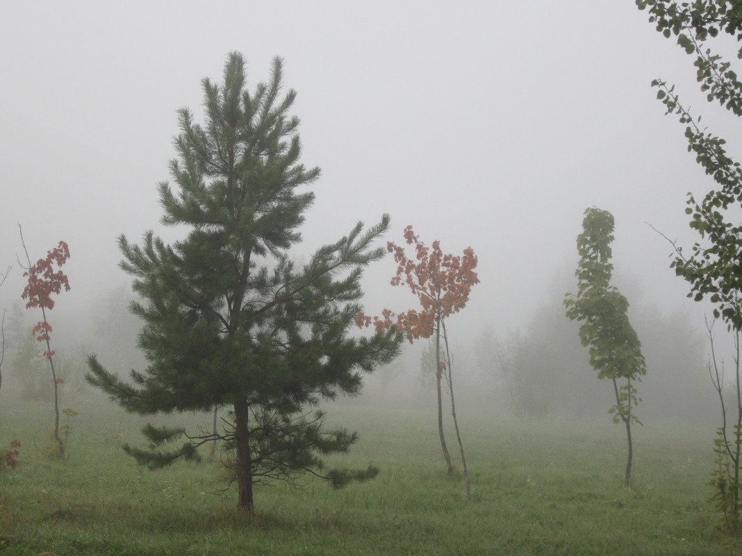 загадочный туман - Елена 