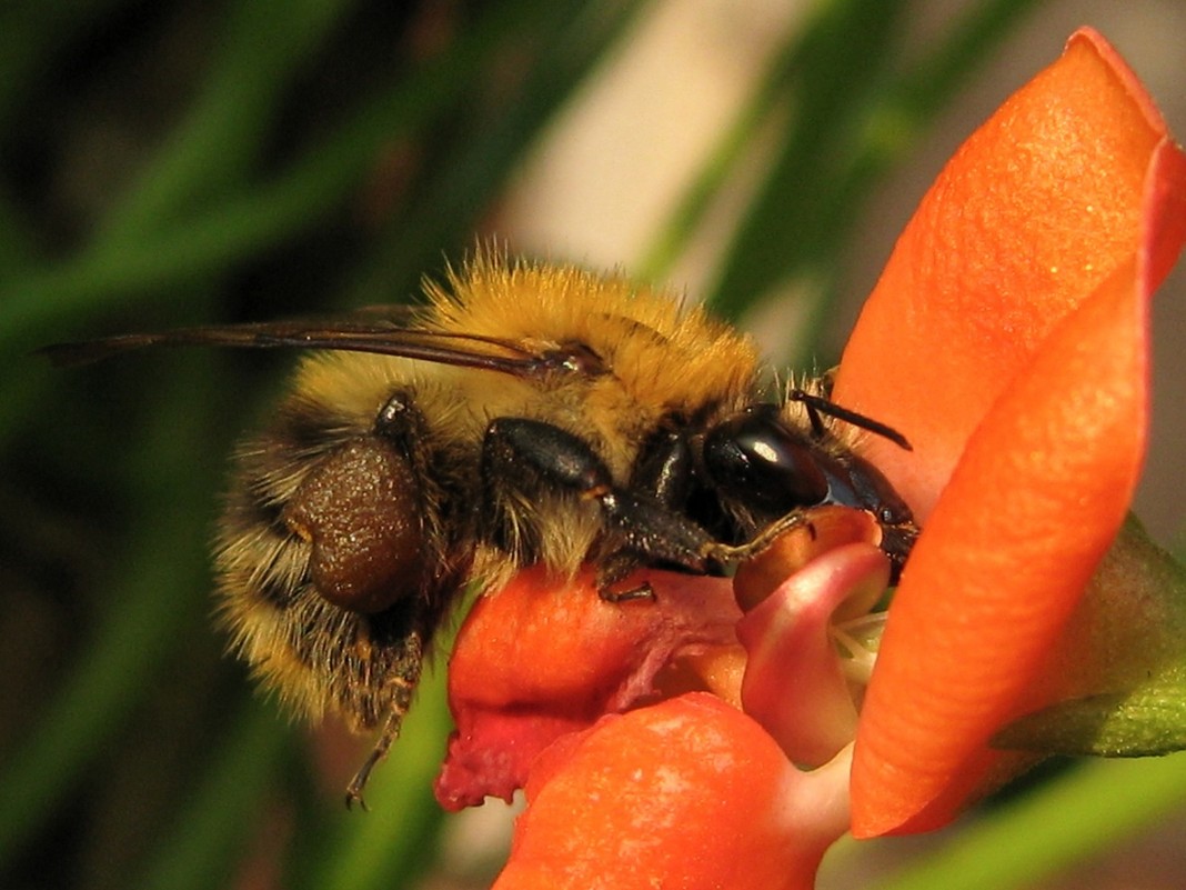 tasty pollen - Natalya Vedrintseva