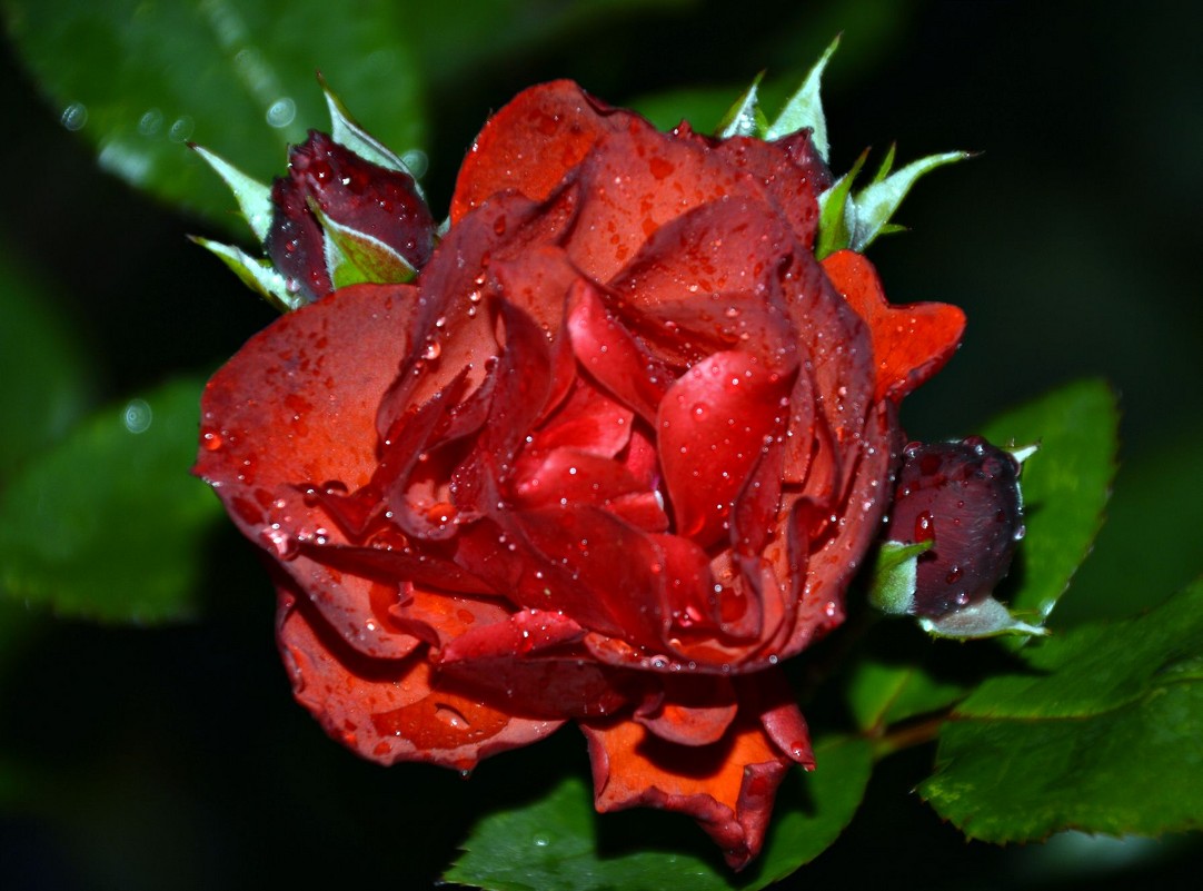 Роза - Олеся 