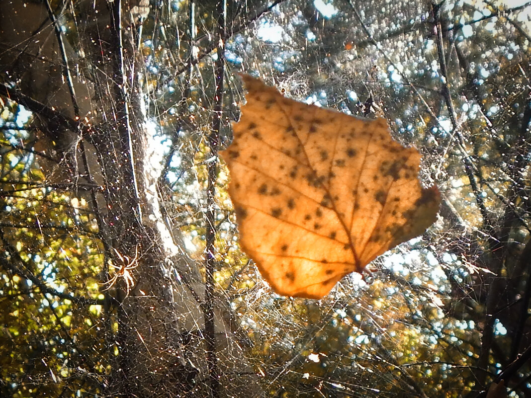 ...то ли осень в листве.. паутина в траве... - Александр Беляков