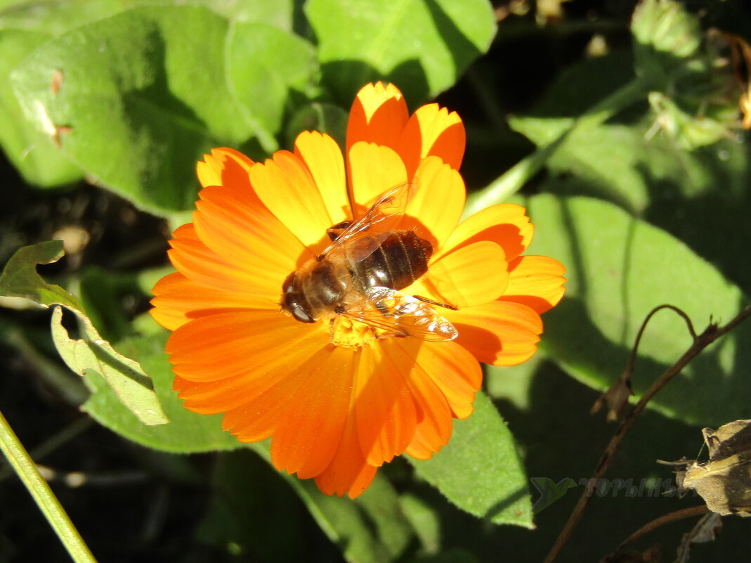 Осенняя пчелка - Дмитрий (Горыныч) Симагин