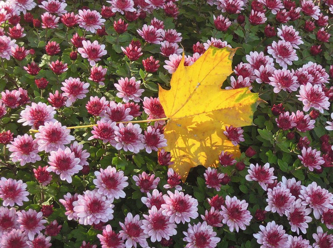 Осенний лист такой нарядный в цветник осенний залетел... ) - Тамара Бедай 