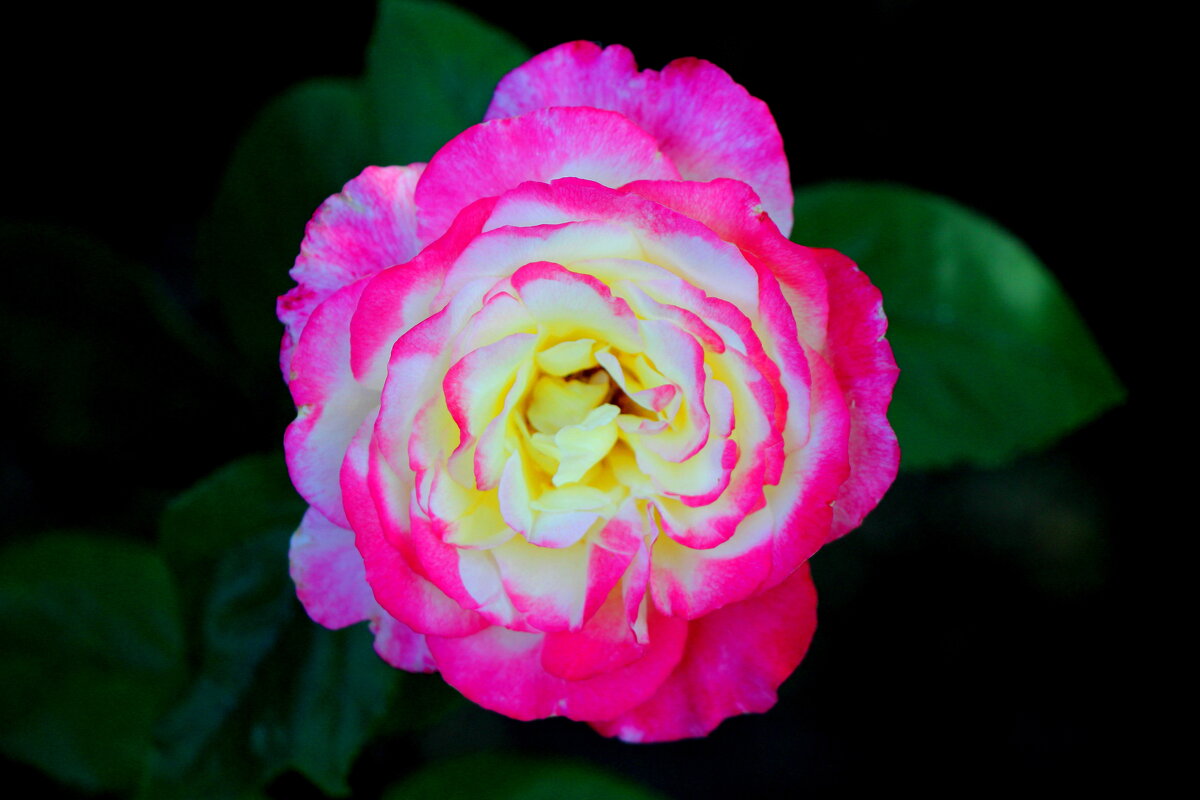 розы - Cветлана Свистунова