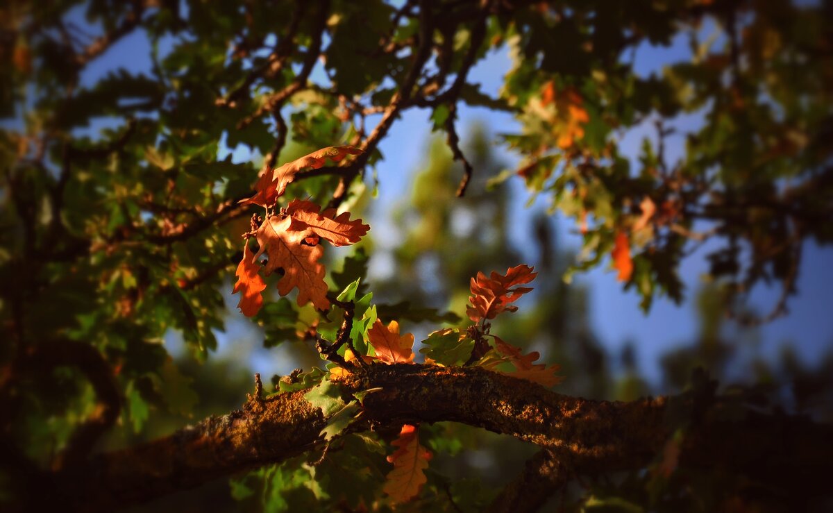 Осенняя листва . - Любовь 