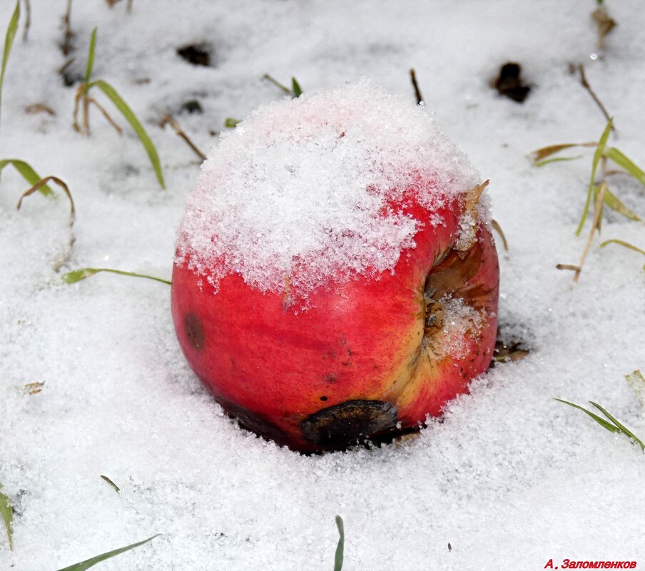 Про яблоки на снегу.. - Андрей Заломленков