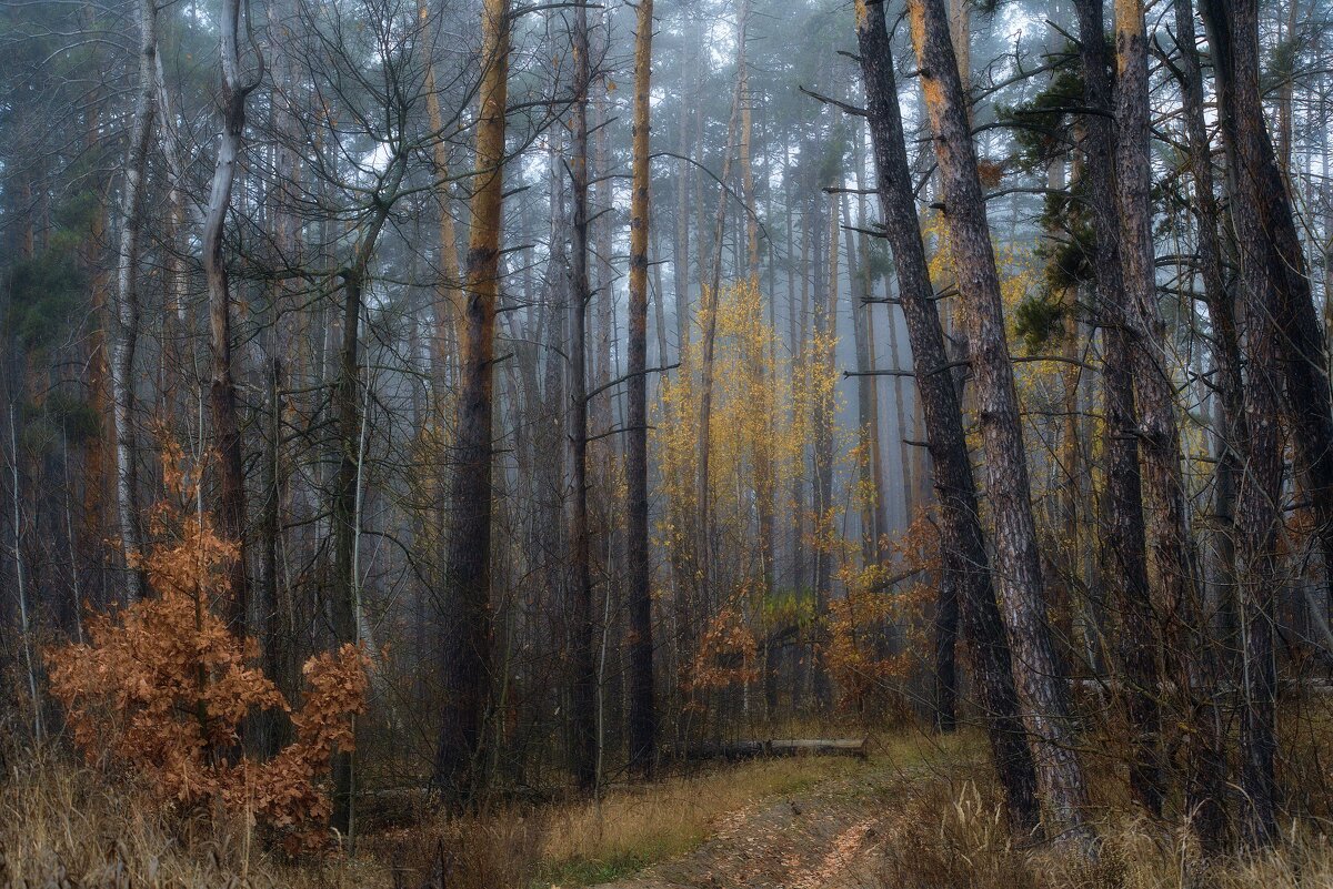 Осень в туманном лесу - Михаил 