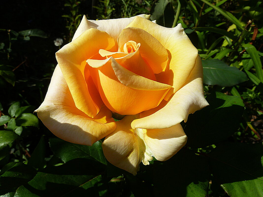 Роза в августе на даче - Лидия Бараблина