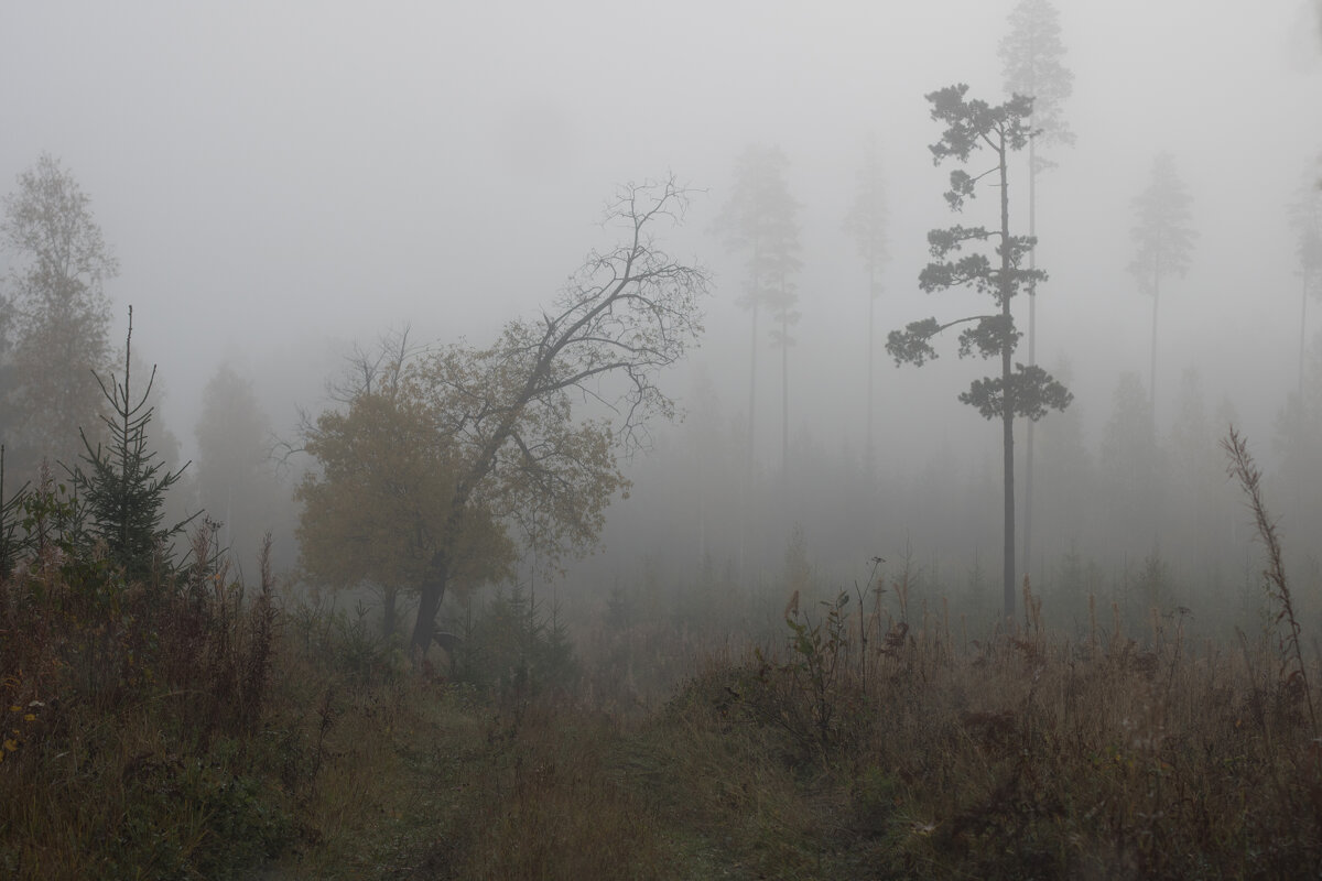 по дороге к озеру - < А н г е л и н а >