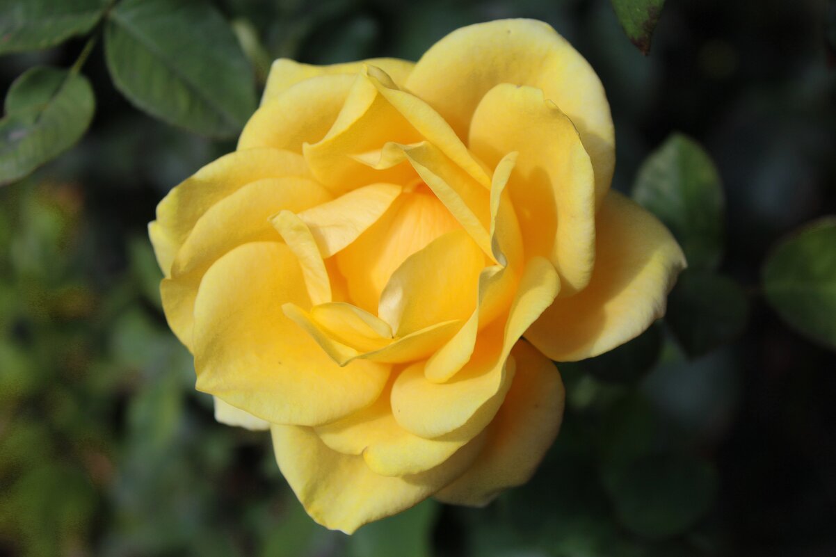 Жёлтая роза - Алексей Р.