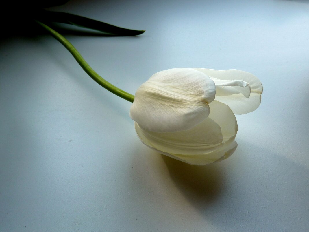 Одинокий белый тюльпан - Лидия Бараблина