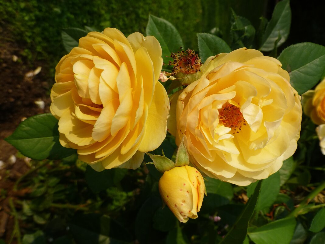 Розы Ботанического сада - Лидия Бусурина