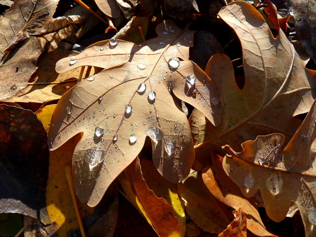Последний приют облетевших листьев с ноябрьским дождем - Лидия Бараблина