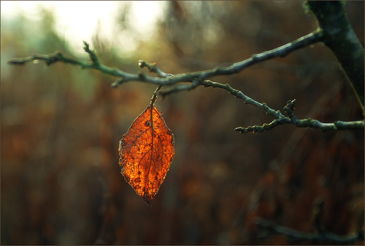 ПОСЛЕДНИЙ ЛИСТ ... - OLEG SCH 