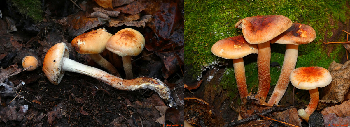 На 7 ноября у нас в лесу полно грибья... :-) - Андрей Заломленков