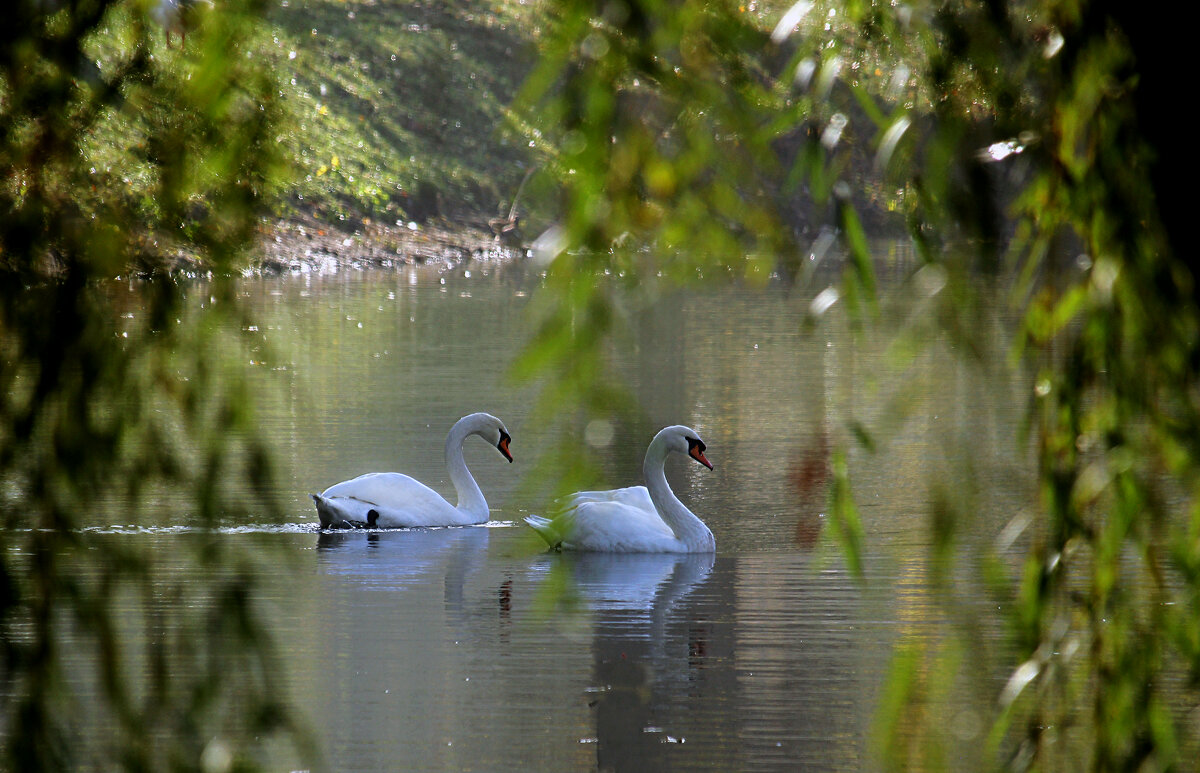 Лебеди на пруду. - barsuk lesnoi