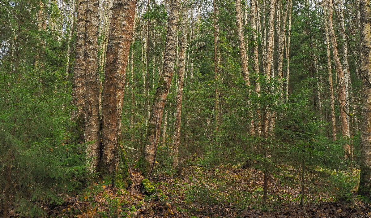 Прогулки в Осеннем Лесу - юрий поляков