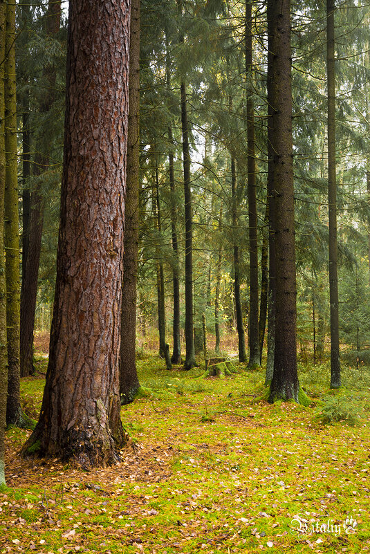 Осень в лесу - Виталий Латышонок