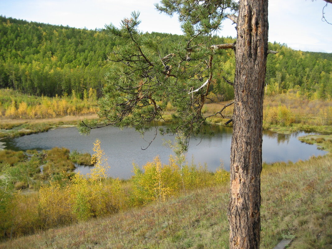 Озеро в лесу - Anna Ivanova
