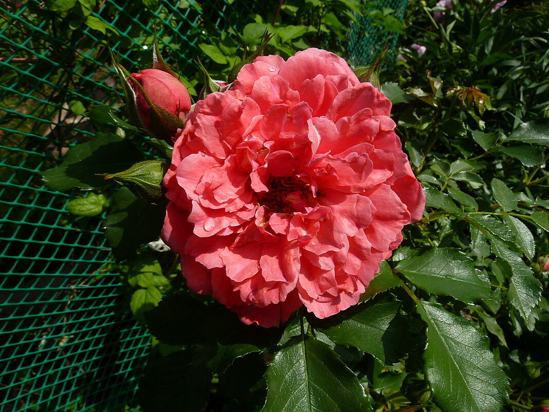 Роза Rosarium Uetersen - розАриум Ютерзен - с каплями в саду - Лидия Бараблина