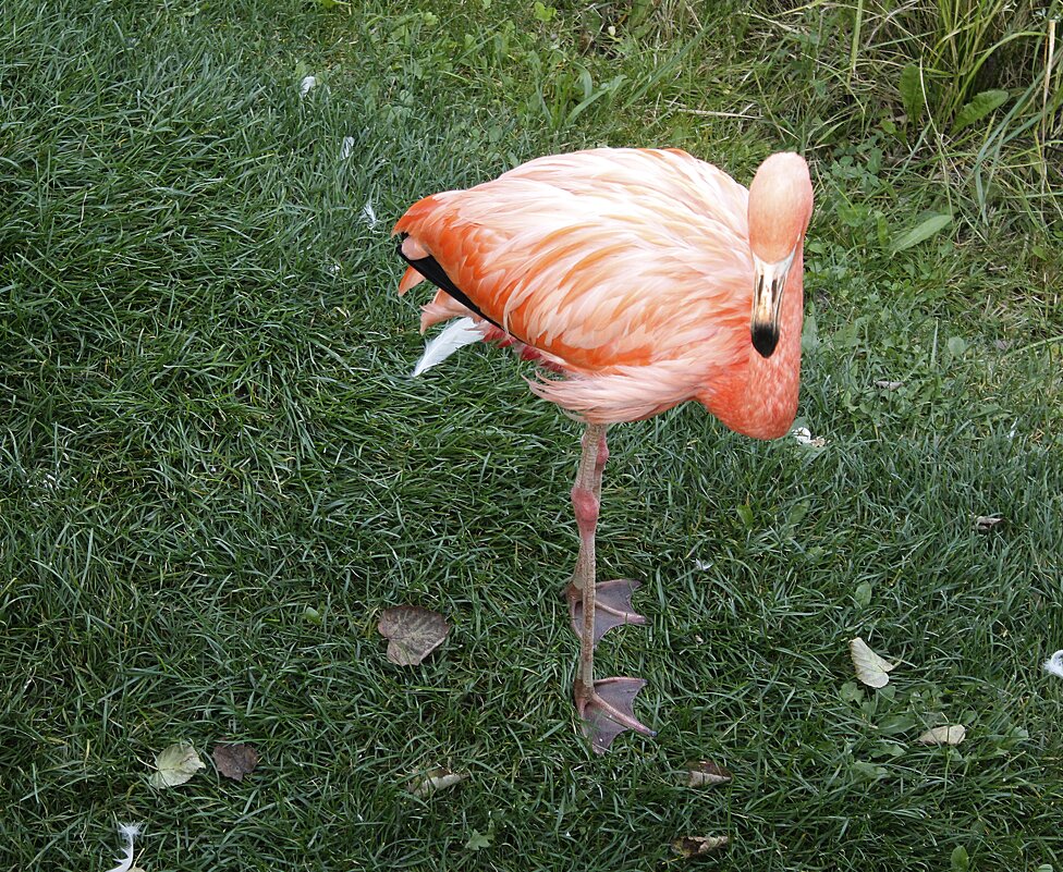 Розовый фламинго - Лариса 