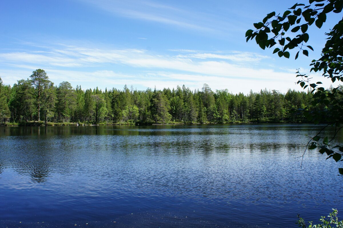 Лесное озеро у Аллеи Соловецких Юнг - Елена Павлова (Смолова)