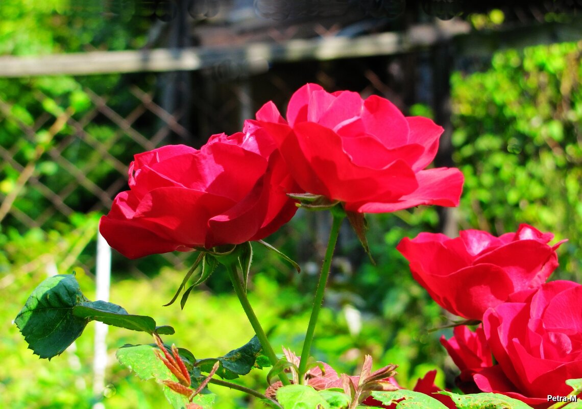 Розы - Маргарита 