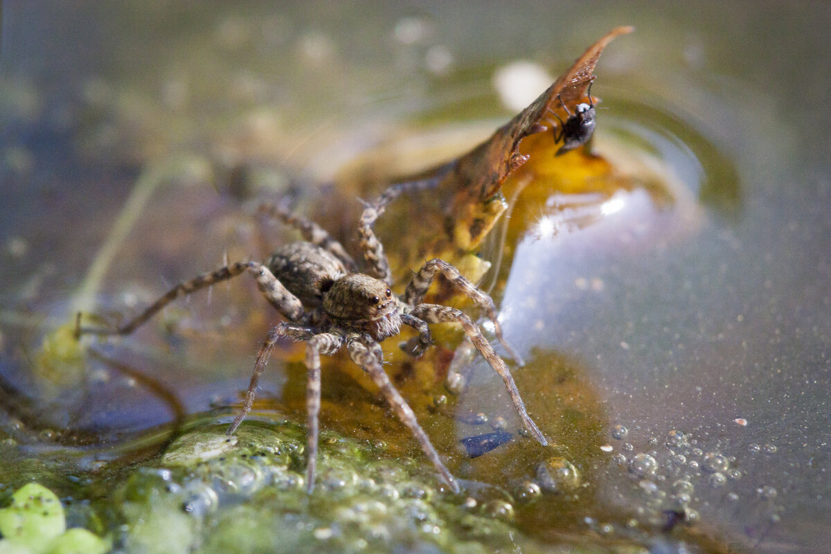 You have not seen my lunch? - Alexandr Gunin