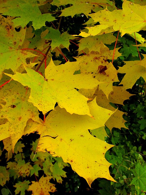 Желтые листья - Сергей Карачин