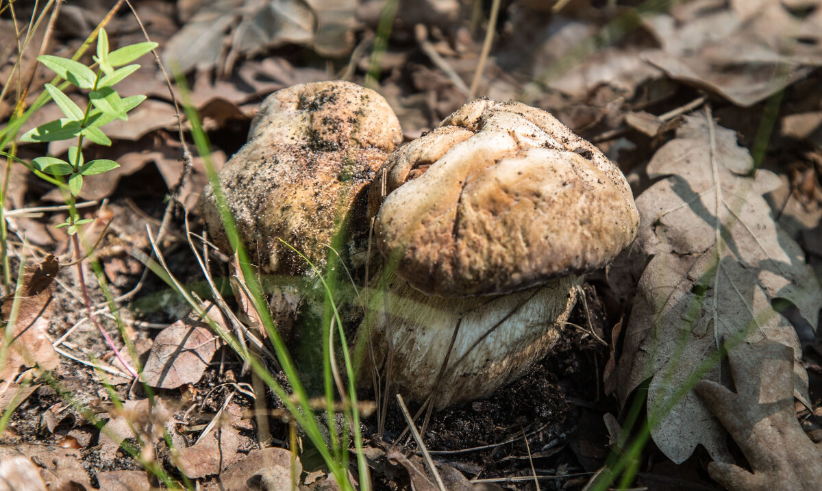Белый гриб в дубовой роще - Олег 