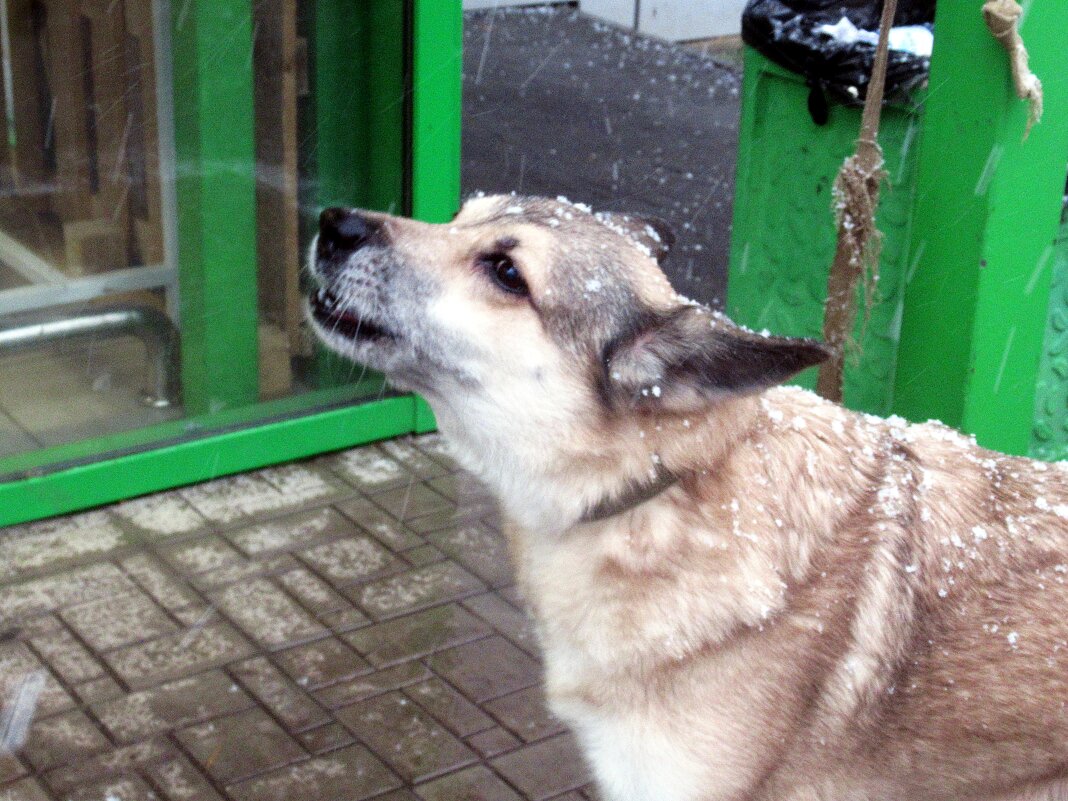 Снежный пёс - Лариса 