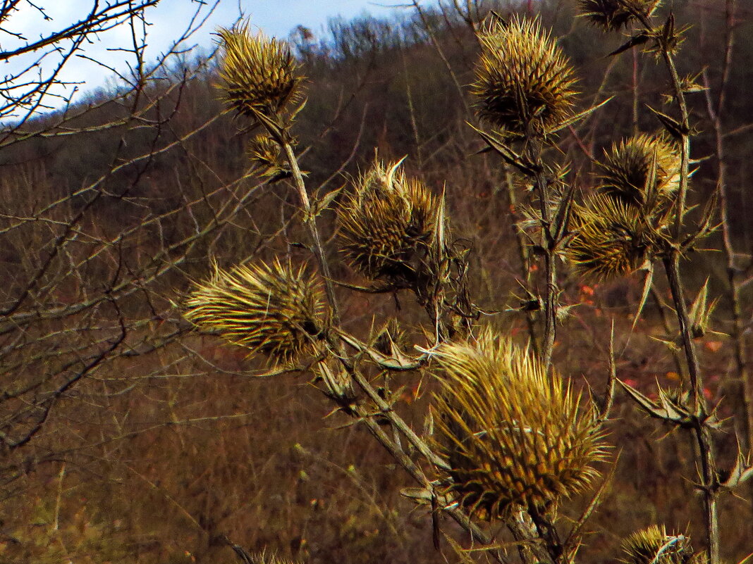 Сухарики   Бодяк обыкновенный (лат. Cirsium vulgare) - vodonos241 